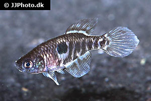 Spectrolebias chacoensis