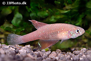 Spectrolebias semiocellatus