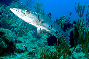 Großer Barrakuda (Sphyraena barracuda)