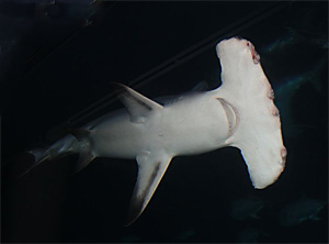 Großer Hammerhai (Sphyrna mokarran)