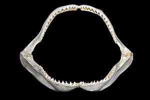Gebiss des Großen Hammerhais