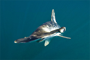 Bildquelle öffnen (Urheber:elasmodiver - Lizenz:CC BY-SA 4.0) Glatter Hammerhai (Sphyrna zygaena)