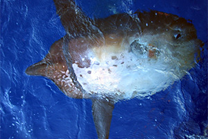 Spitzschwanz-Mondfisch (Masturus lanceolatus