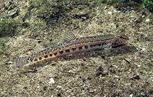  Steinbeißer (Cobitis taenia)