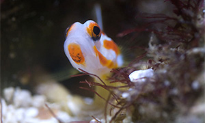 Bildquelle öffnen (Urheber:Jmk7 - Lizenz:CC BY-SA 3.0) Stonogobiops yasha