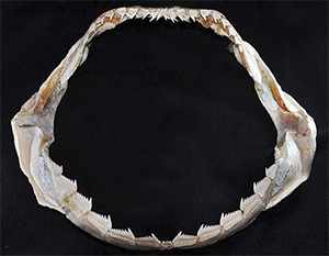 Stumpfnasen-Sechskiemerhai (Hexanchus griseus)