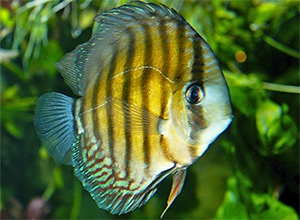 Gelbbrauner Diskus (Symphysodon aequifasciatus axelrodi)