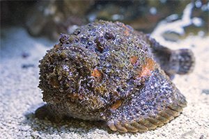 Echter Steinfisch (Synanceia verrucosa)