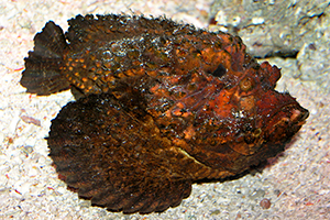 Echter Steinfisch (Synanceia verrucosa)