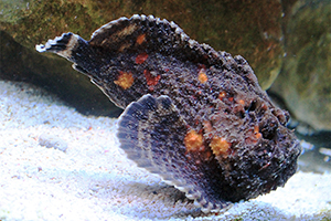 Echter Steinfisch (Synanceia verrucosa)