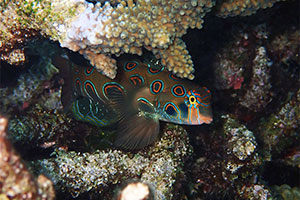 LSD-Leierfisch (Synchiropus picturatus)