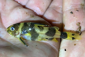 Synodontis acanthoperca