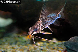 Synodontis alberti
