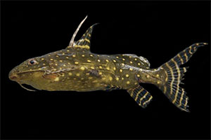 Synodontis angelicus