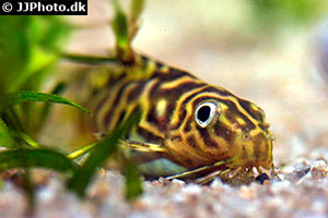 Synodontis aterrimus