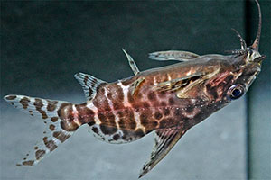 Synodontis batensoda