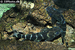 Synodontis brichardi