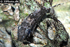 Synodontis contractus