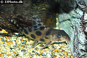 Synodontis decorus