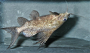 Schmuckflossen-Fiederbartwels (Synodontis eupterus) - Urheber:Benutzer:Haps - Lizenz:CC-BY-SA-3.0