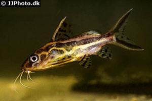 Gelbbinden-Fiederbartwels (Synodontis flavitaeniatus)