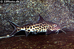Kuckuckswels (Synodontis grandiops)