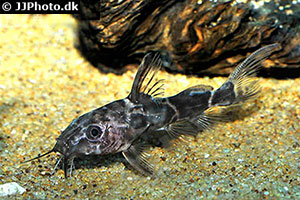 Greshoffs Fiederbartwels (Synodontis greshoffi)