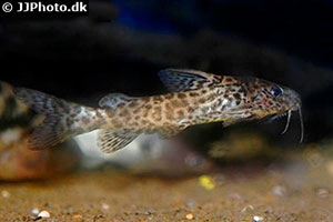 Synodontis leopardinus