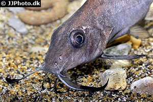 Membran-Fiederbartwels (Synodontis membranaceus)