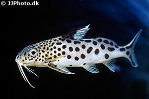 Synodontis multipunctatus