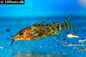 Synodontis nigrita