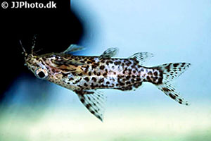 Rückenschwimmender Kongowels (Synodontis nigriventris)