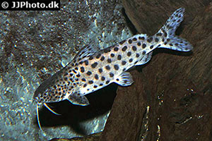 Synodontis njassae
