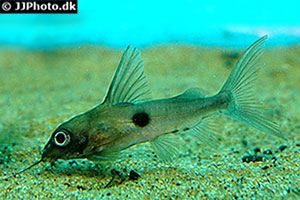 Synodontis notatus
