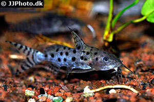 Synodontis ocellifer