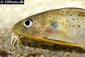 Synodontis ouemeensis
