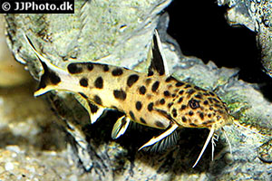 Felsen-Fiederbartwels (Synodontis petricola)
