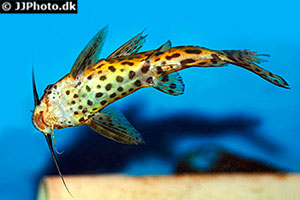 Kamerun Fiederbartwels (Synodontis rebeli)