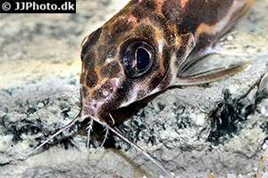 Synodontis robertsi