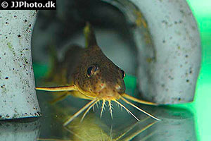 Synodontis schall