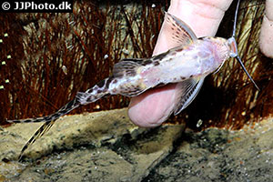 Scherenschwanz-Fiederbartwels (Synodontis soloni)