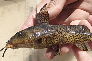 Synodontis vanderwaali