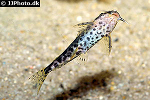 Synodontis waterloti