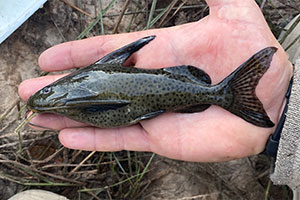 Synodontis woosnami