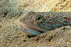 Bildquelle öffnen (Urheber: Roberto Pillon - LizenzCC BY 3.0 unported) Atlantischer Eidechsenfisch (Synodus saurus)