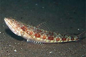 Bildquelle öffnen (Urheber:Elias Levy - Lizenz:CC BY 2.0 generisch) Synodus variegatus