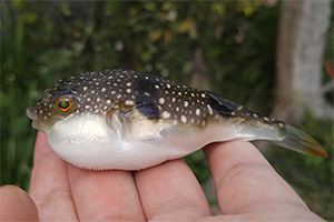 Takifugu alboplumbeus
