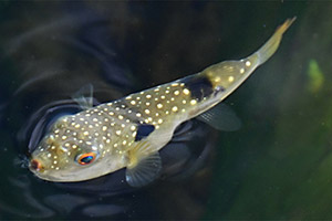 Takifugu alboplumbeus