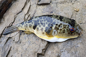 Takifugu pardalis