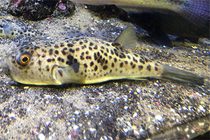 Takifugu pardalis
